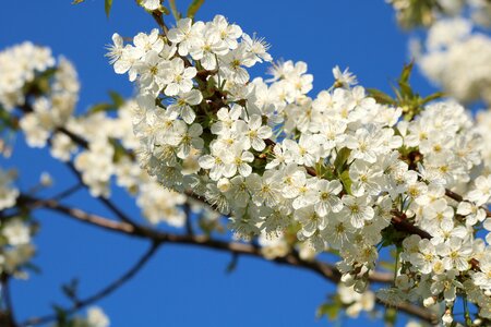 Blossoming cherry branch flowering photo