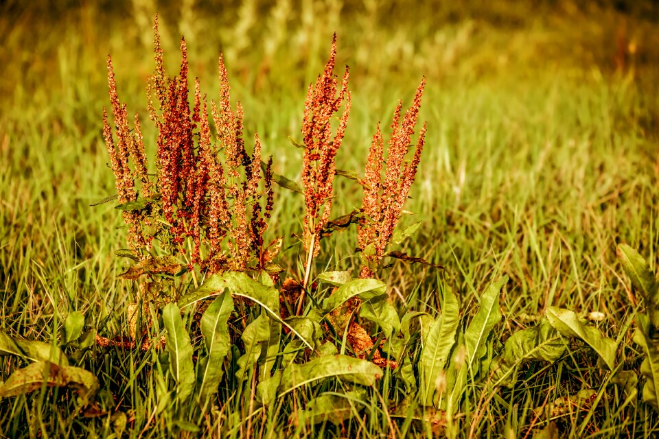 Large sauerampfer inflorescence pointed flower