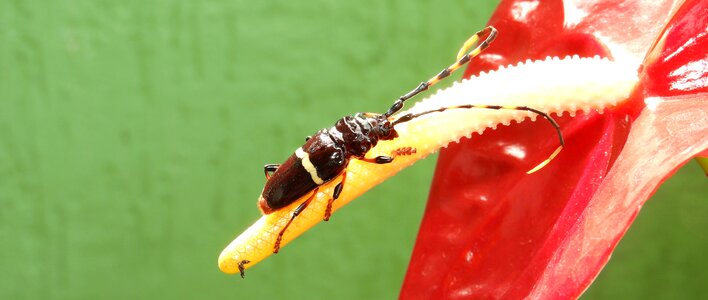 Insect flower armenia