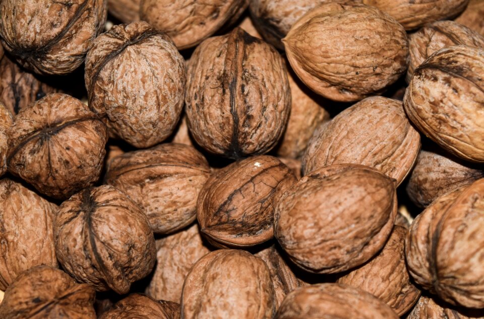 Brown shell texture
