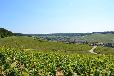 Vineyard grapes green