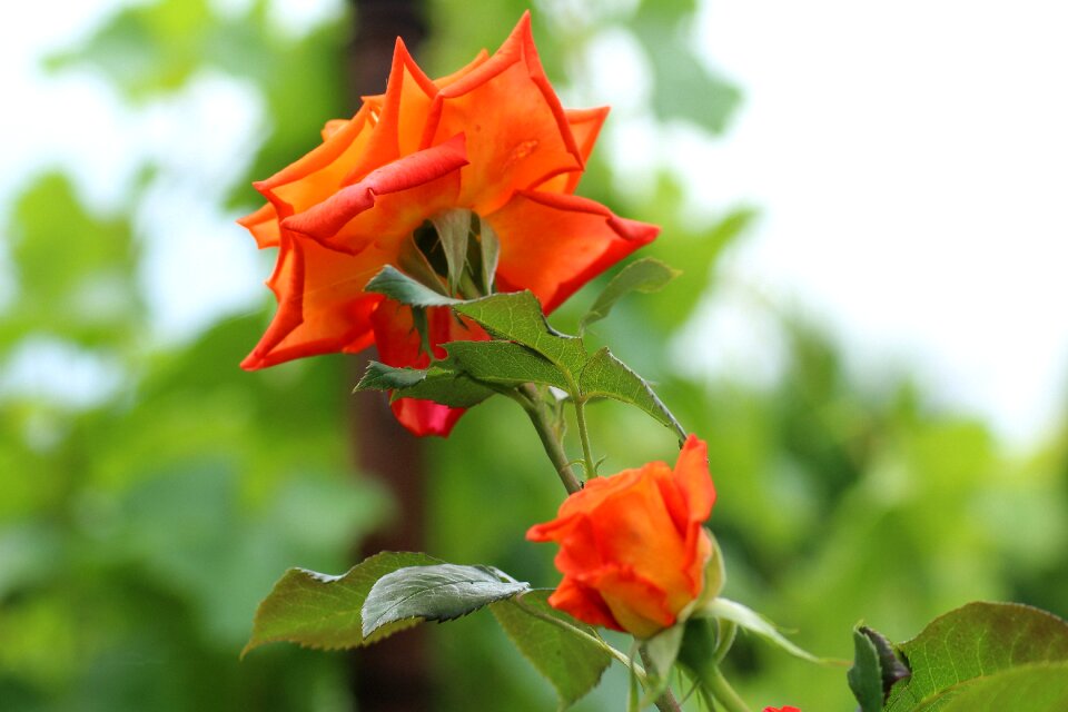 Rosebush a flower garden nature