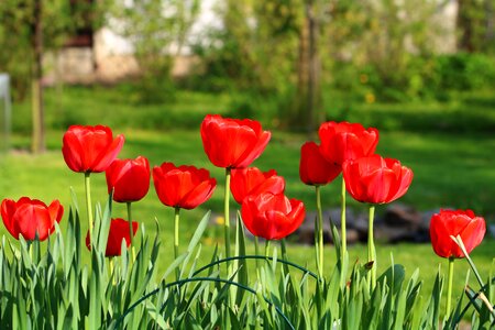 Flowers flower bulbs spring