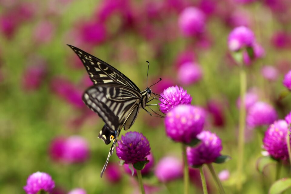 Insects nature flowers