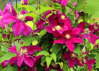 Ornamental plants purple flower nature