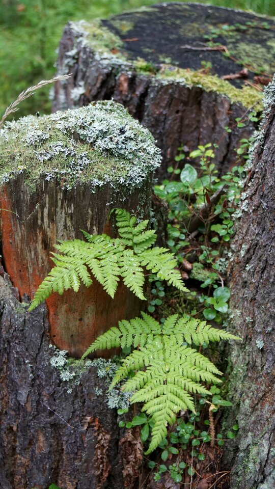 Moss leaves summer