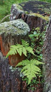 Moss leaves summer