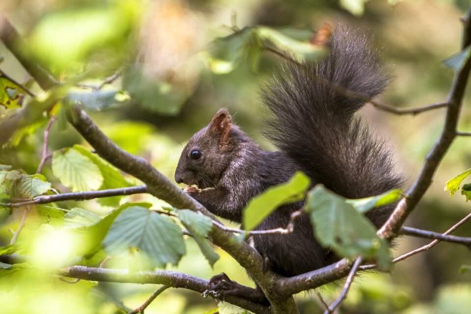 Rodent nature forest
