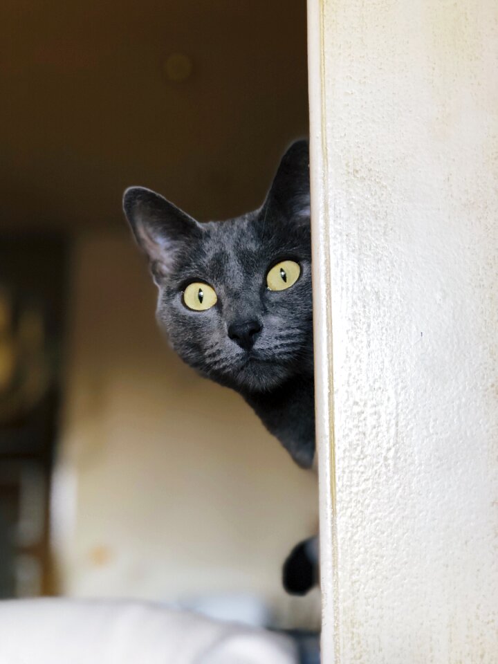 Eyes animals attention