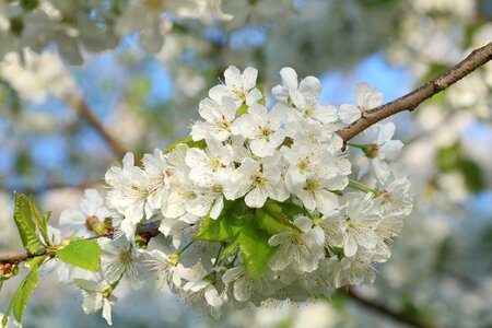 Blossoming cherry branch spring