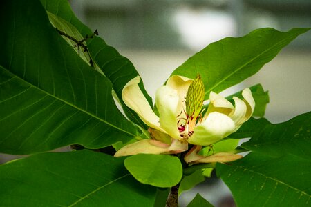 Flower spring garden