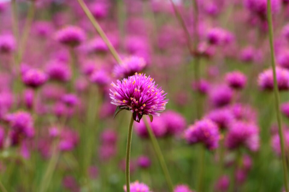 Tabitha beautiful petal