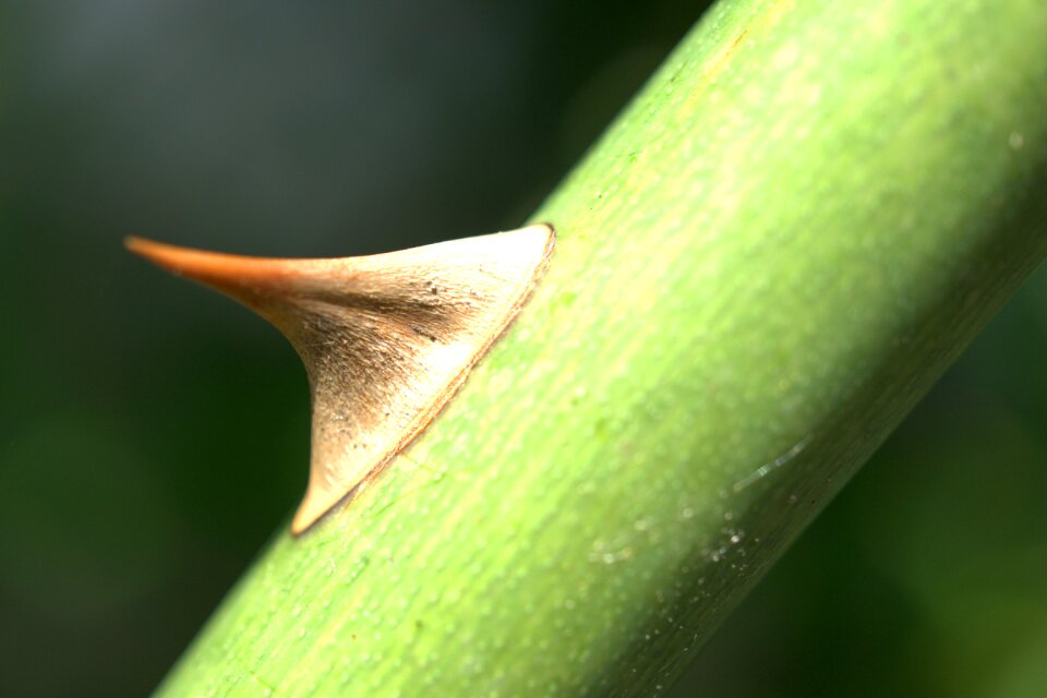 Prickly plant green