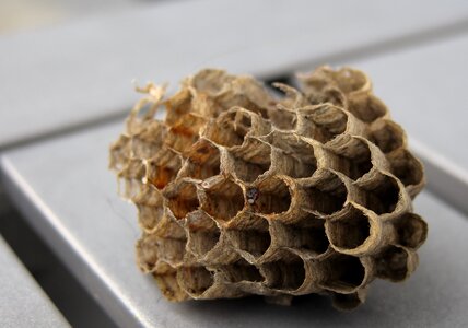 Wasps dwelling honeycomb structure insect nest photo