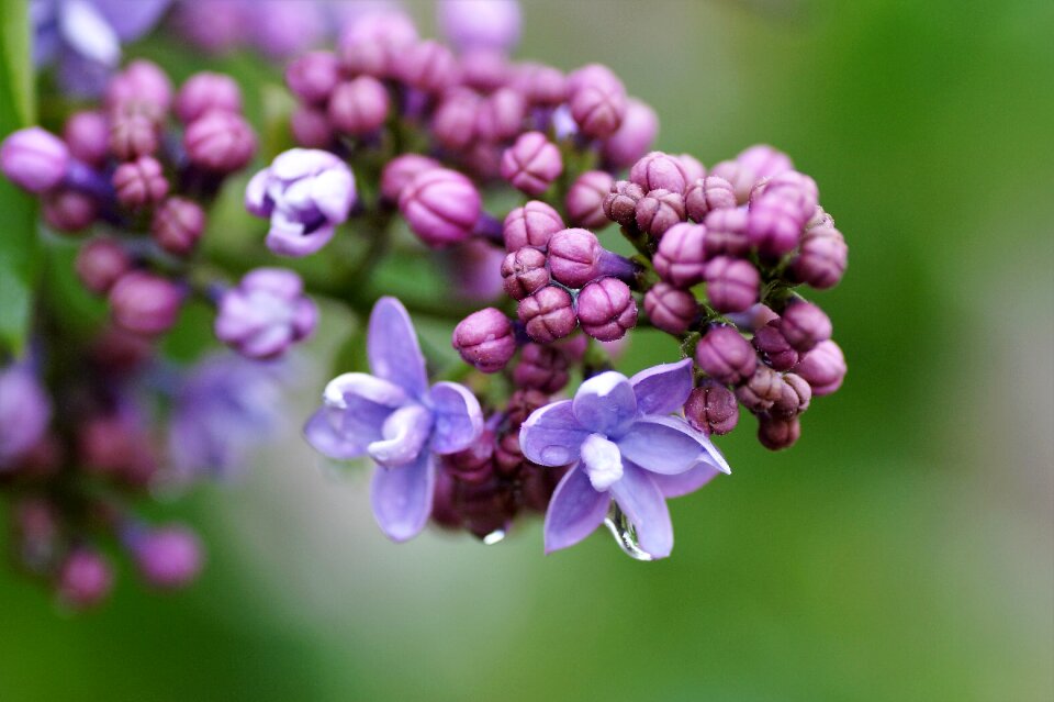 Flower garden decorative
