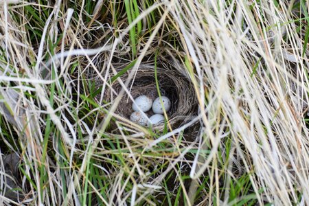 Nest eggs bird