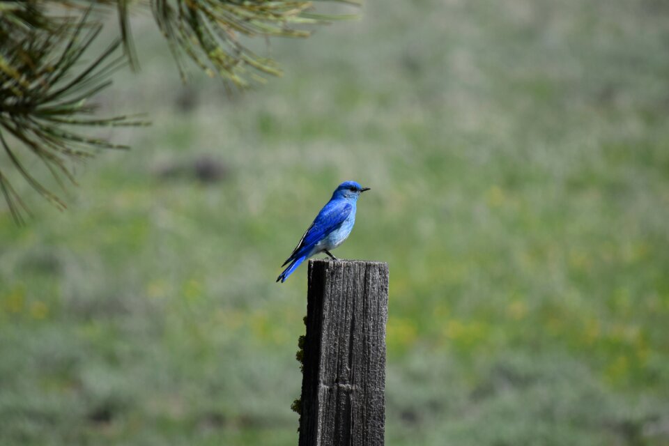 Mountain bluebird bluebird green mountain