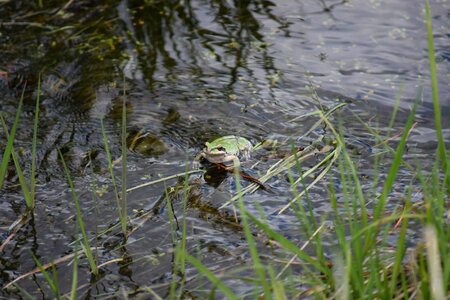 Tree frog frog water