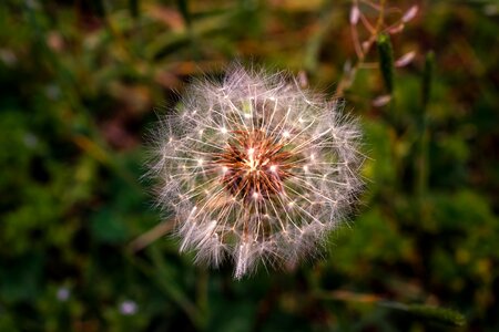 Nature plants seeds
