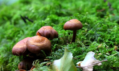 Forest floor mushrooms forest mushrooms photo
