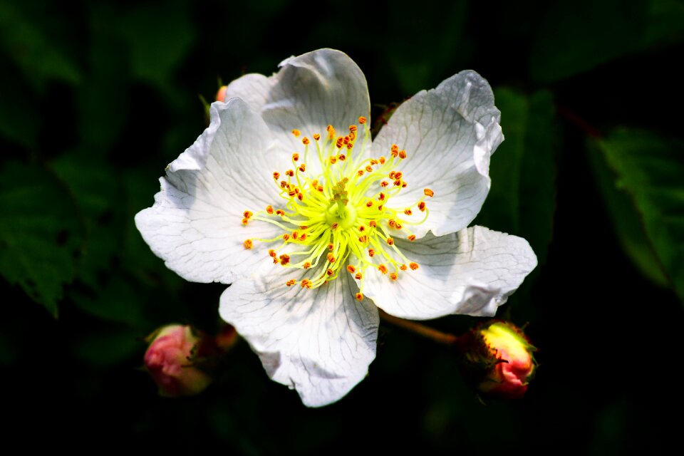 White spring flowers nature