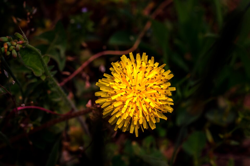 Field nature plants