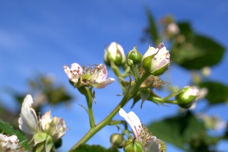 Blossom bloom bud photo