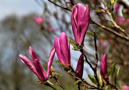 Outdoors tree bud