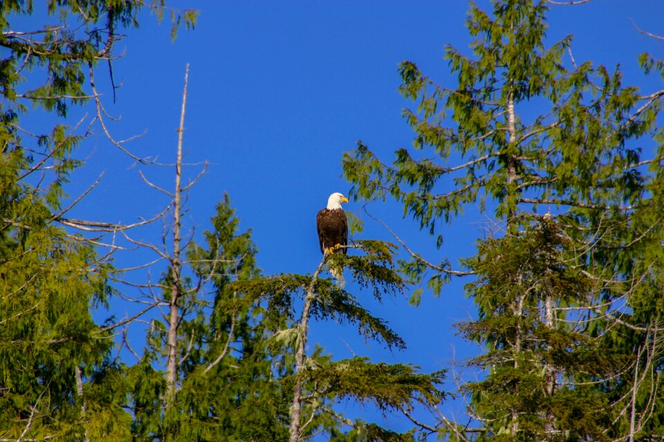 Vancouver bald eagle raptor