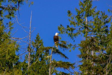 Vancouver bald eagle raptor
