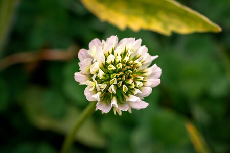 Green wild garden