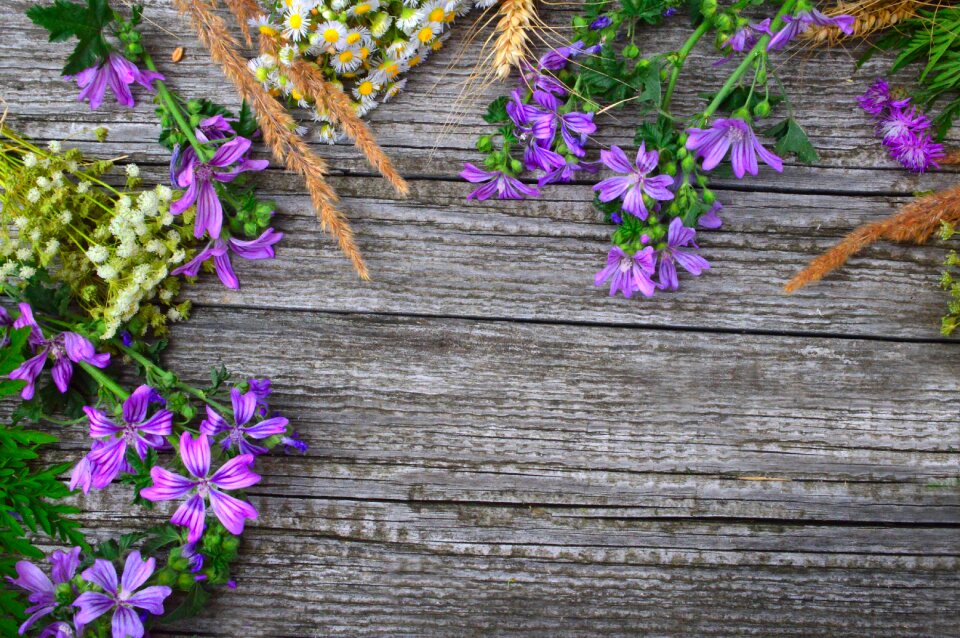 Nature summer wildflower