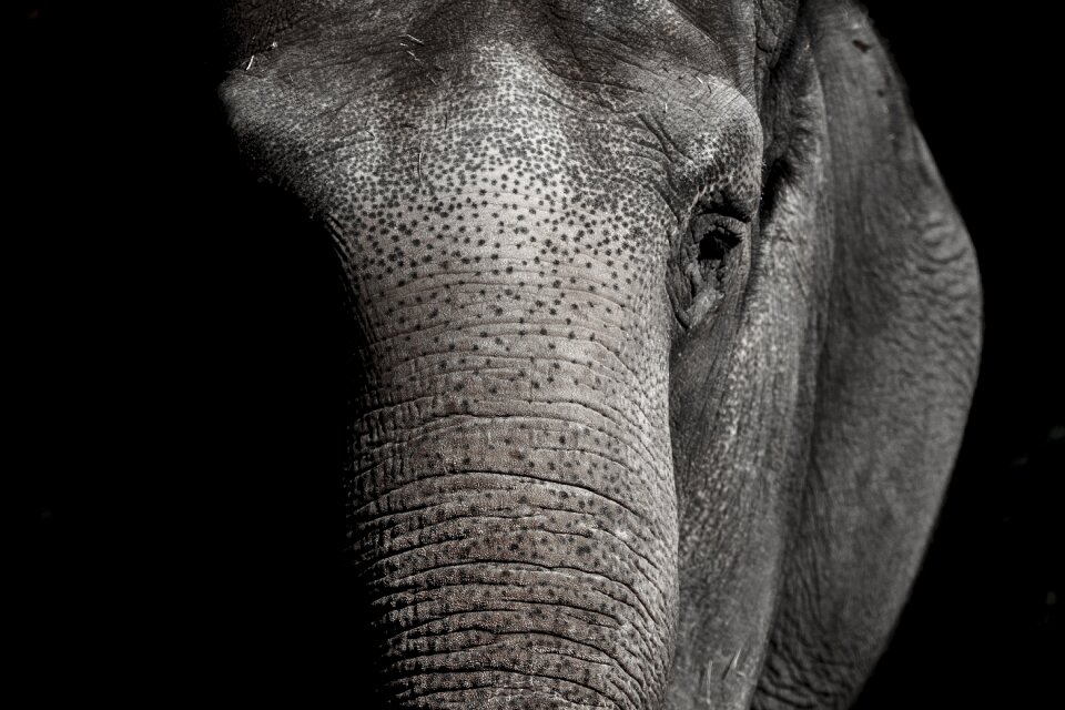 Animal animal world pachyderm