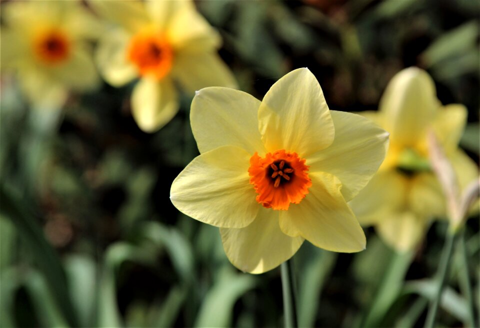 Garden blooming easter