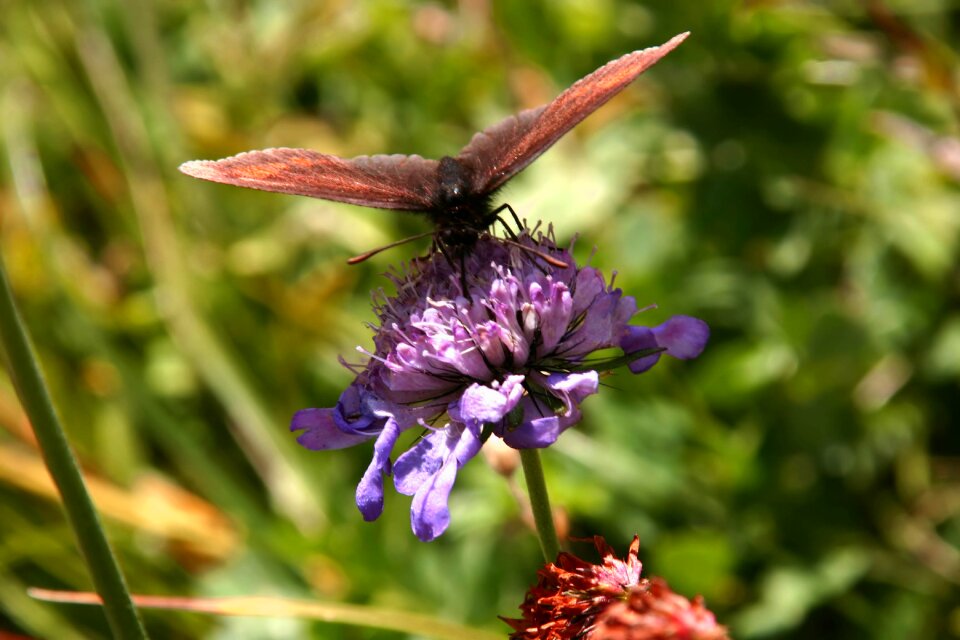 Nature animal summer photo