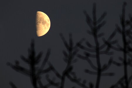 Tree aesthetic moonlight photo