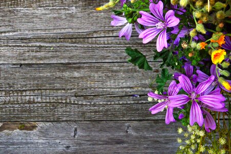 Nature summer wildflower