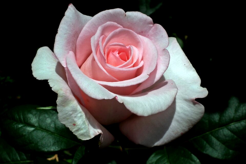 Beauty the smell of garden