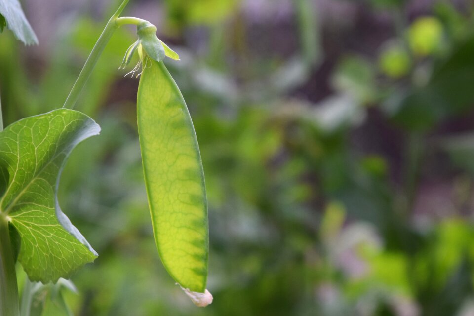 Pea pod legume garden