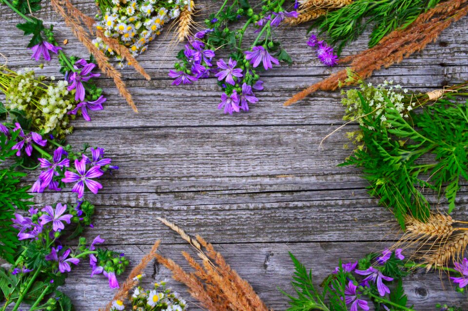 Nature summer wildflower
