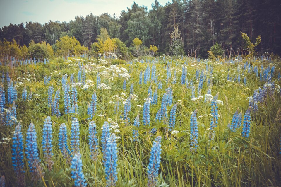 Field landscape lupins