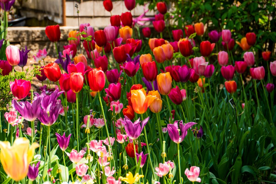 Garden spring colors