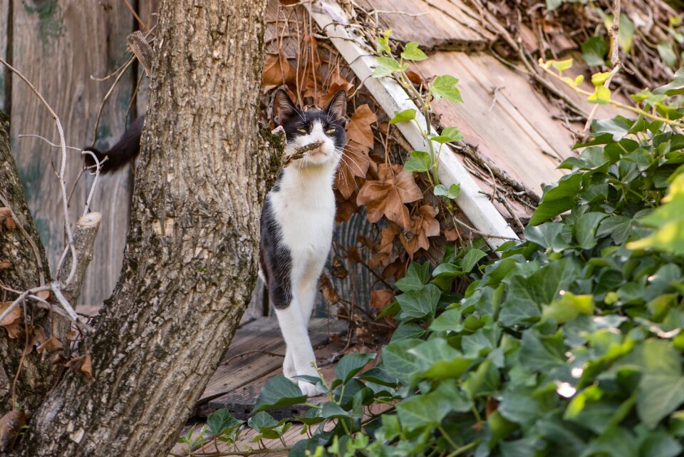 White sniffing smell photo