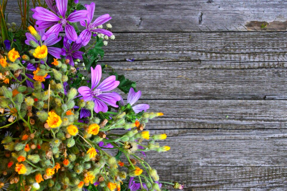 Nature summer wildflower
