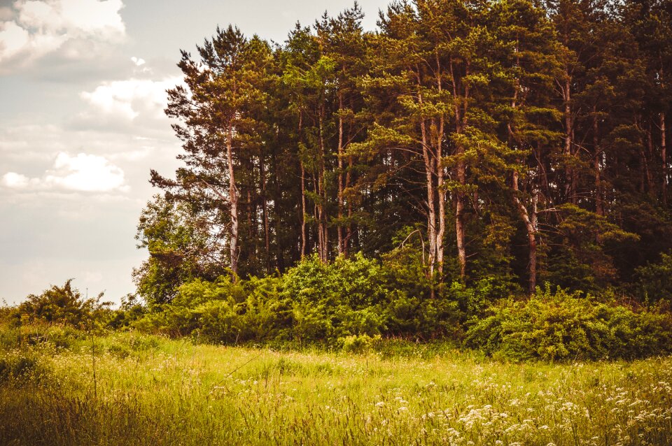 Trees russian landscape russia
