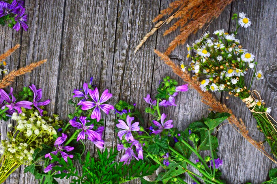 Nature summer wildflower