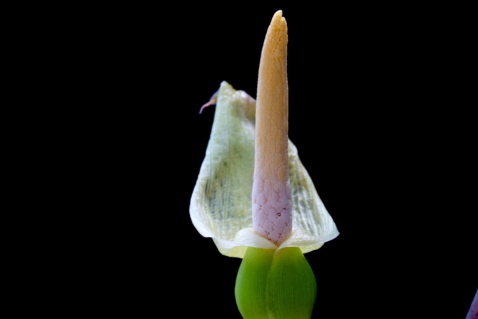 Nature bud isolated