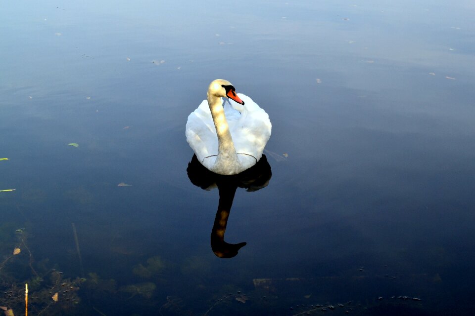 Animals nature swan