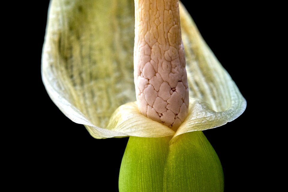 Nature bud isolated