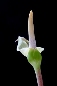 Nature bud isolated